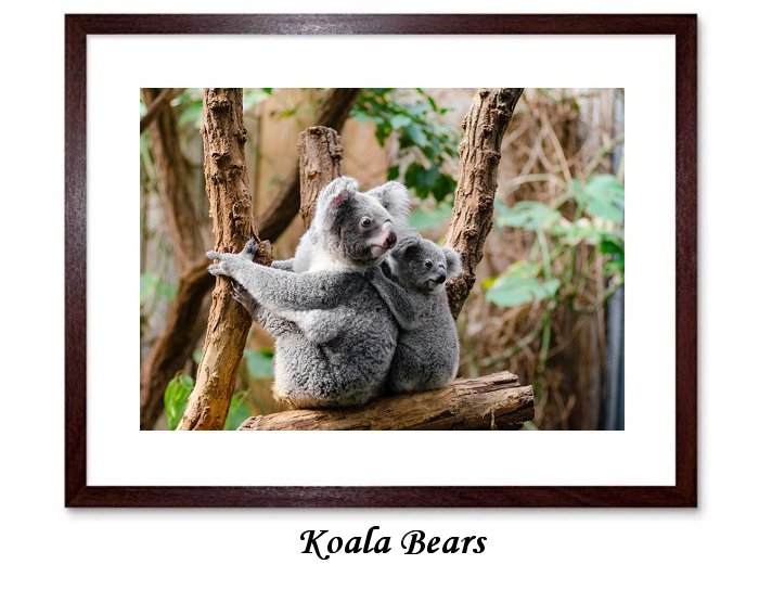 Koala Marsupial Herbivore Arboreal Wildlife